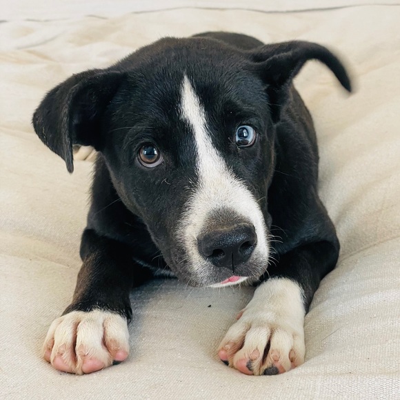 Meet your Posher, Sara - Picture 1 of 1